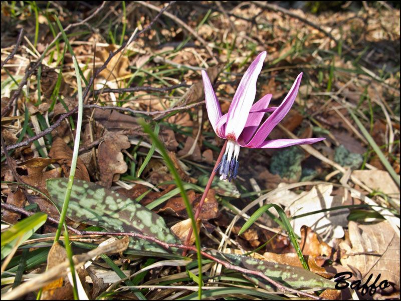 Erythronium  dens-canis